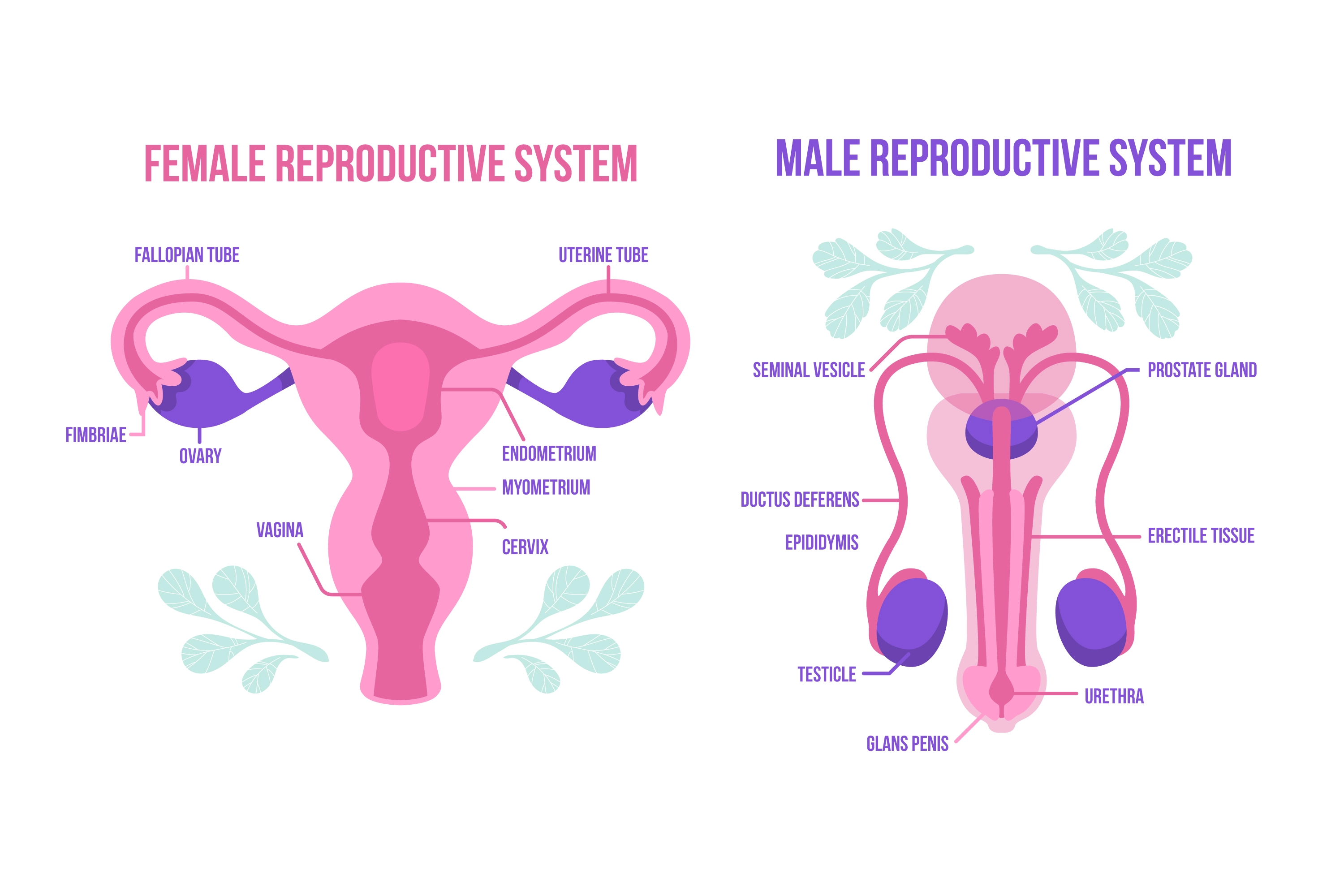 An illustration of the reproductive system